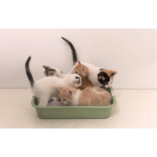 Petoneer Okos szagtalanító - 4