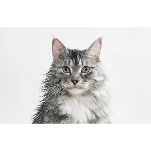 Okos kisállatszárító Catlink Luxury Smart - 11