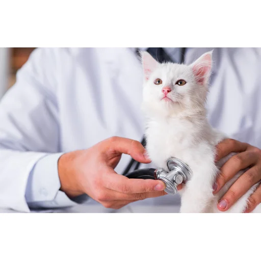 Petoneer Fresco Mini Plus Okos itató kutyáknak és macskáknak - 5