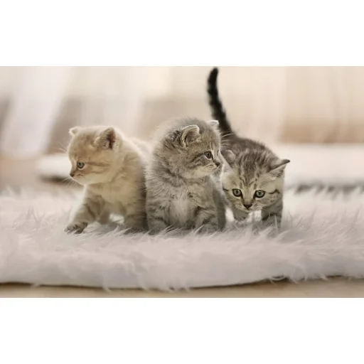 Petoneer Nutri Vision intelligens etető kamerával - 10