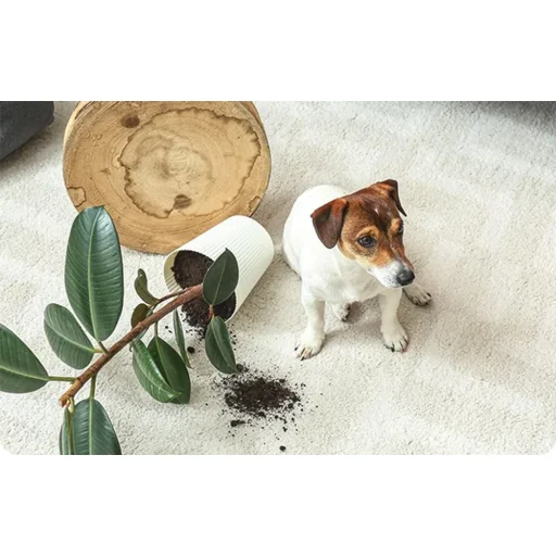 360° Beltéri WiFi Kamera IMOU Ranger Dual 6MP - 5