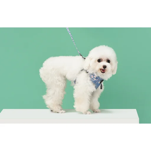 Dogness kutyahám és póráz szett (Kék Virág) - 5