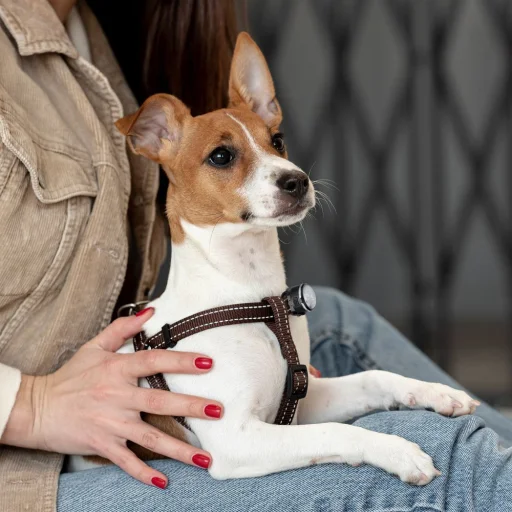 Újratölthető lámpa közepes és nagytestű kutyáknak UMO24011 - 11