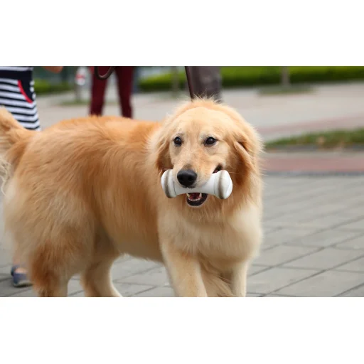 Cheerble Wickedbone Interaktív kutyajáték - 6