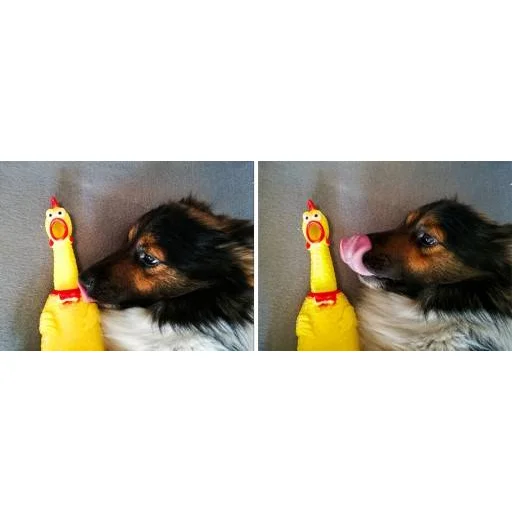 Gumicsirke sípoló játék kutyáknak - 4