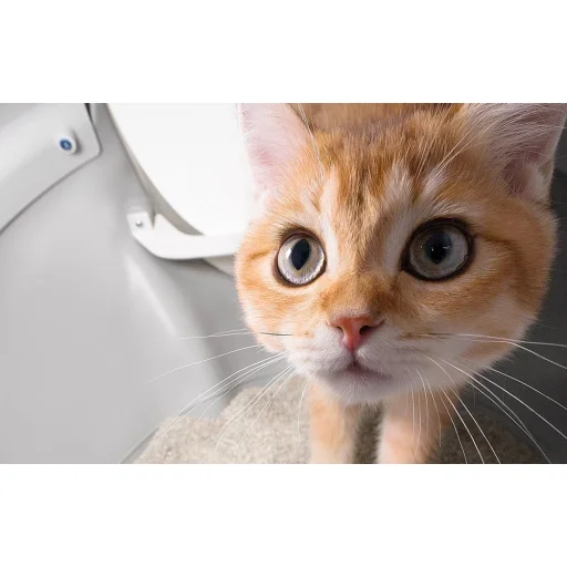 Intelligens öntisztító macskaalmosdoboz Catlink Scooper Pro Ultra - 8