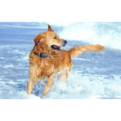 RojecoPD521 1000m Kutyakiképző Nyakörv 2 nyakörvvel (fekete) - 3