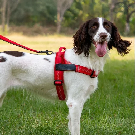 REFLECTIVE SILK kutyahám M méret piros - 3