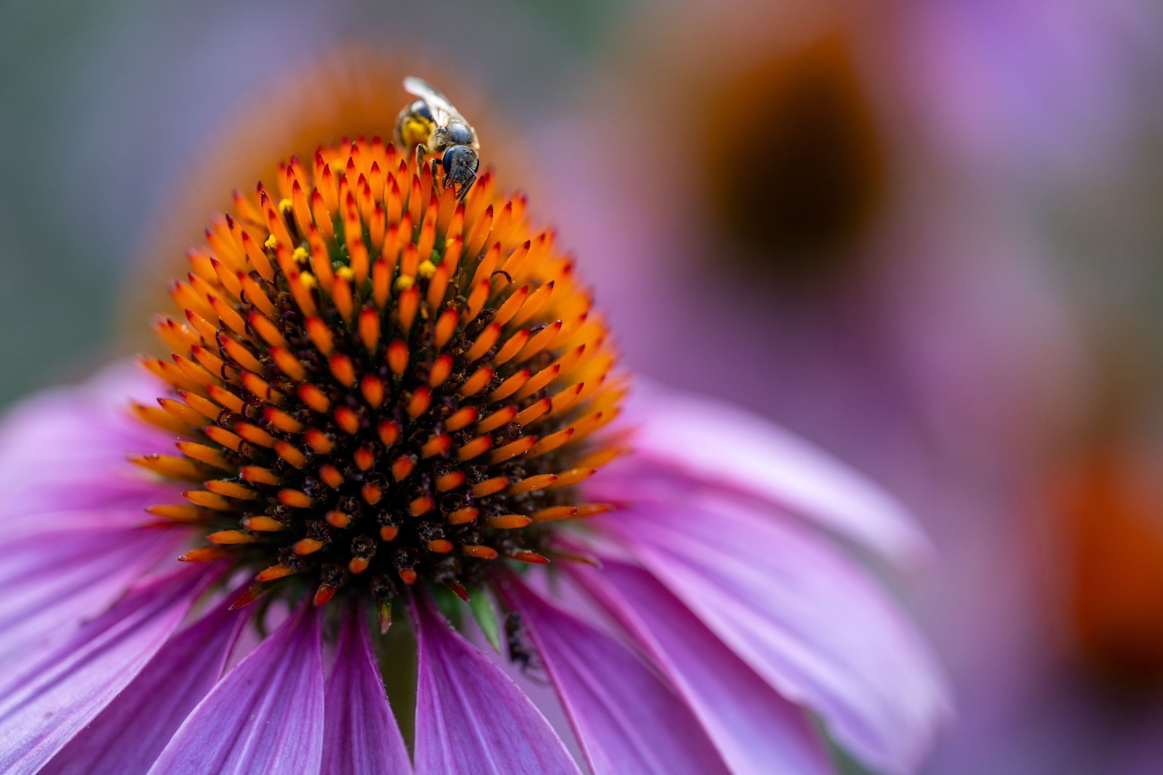 Tamron 90mm f/2.8 DI III Macro VXD objektív (Nikon Z)-2