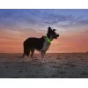Anicoll LED obojok pre psov a mačky zelený thumbnail