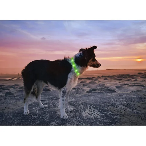 Anicoll LED obojok pre psov a mačky zelený - 4