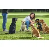 Rojeco DOG800 zelený výcvikový obojok, 2 ks thumbnail