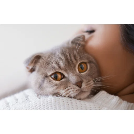 Petoneer Nutri Mini intelligens állateledel adagoló - 3